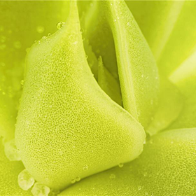 VEEV Lime Lemon